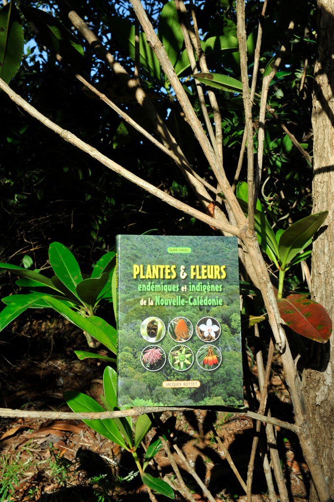 Plantes et fleurs endémiques et indigènes de la Nouvelle-Calédonie » de Jacques BOTTET